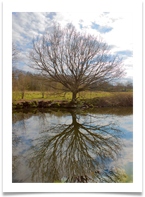 Tree Reflection digital - Jan Hodson